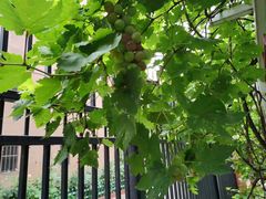 -吉而慧幼儿园-原红黄蓝幼儿园(世华水岸园)