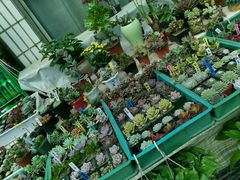 -武汉花鸟市场