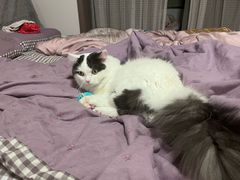 -瑞派福兴宠物医院犬猫全科·骨科·中西医结合(河东店)