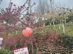 -桃源山庄·水蜜桃采摘·柴火鸡·烧烤团建(龙泉山店)