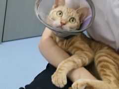 -宠物星动物医院·眼科·异宠·猫科(江南大道总院)