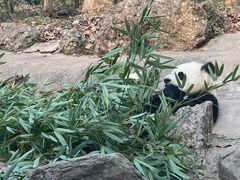 -都江堰中华大熊猫苑