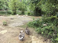 -靖西鹅泉风景区