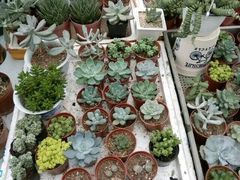 -三圣花乡旅游区