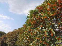 -南京市江宁方山