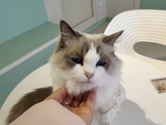 -怪兽屋·羊驼·猫咖·狗咖(俊华广场店)