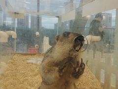 -怪兽屋·羊驼·猫咖·狗咖(俊华广场店)