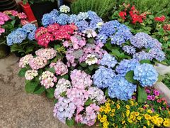-双季花艺园艺市场(浦东店)