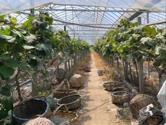 -马陆小张葡萄园农家乐