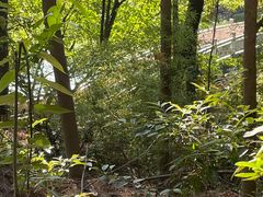 -铁山坪森林公园