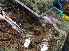 -班赞海鲜市场胖阿姨加工点