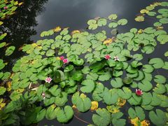 -四川大学(望江校区)
