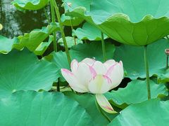 -陈家山荷花公园