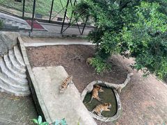 -深圳野生动物园