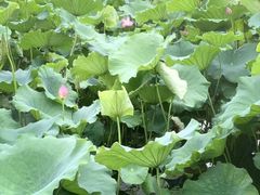 -西湖外事游船(花港观鱼码头)