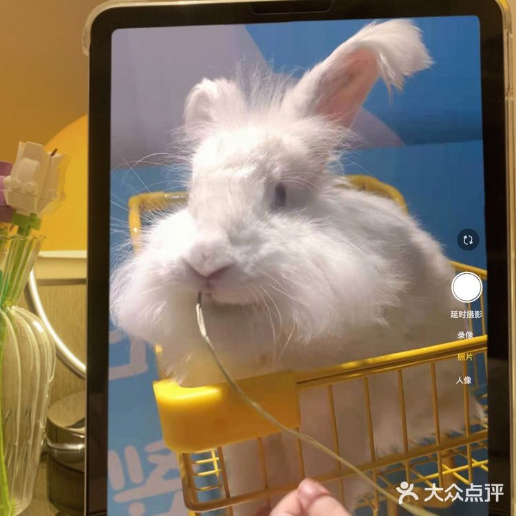 郑州安哥拉巨兔博物馆 最近郑州很火的一家店