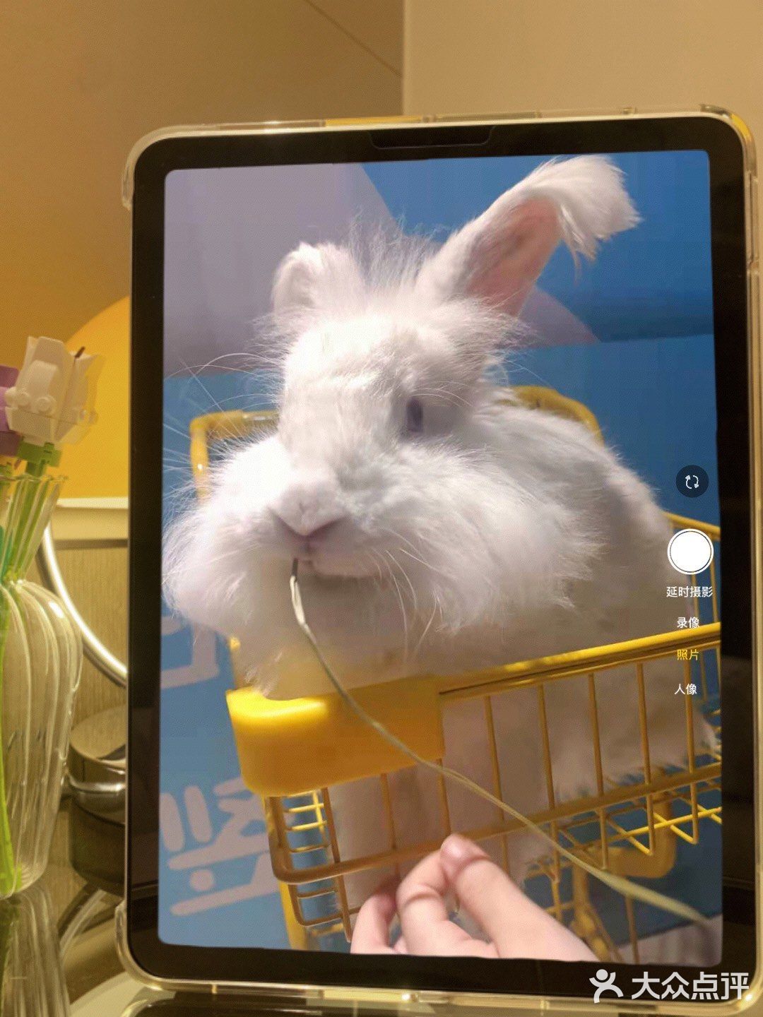 郑州安哥拉巨兔博物馆 最近郑州很火的一家店