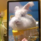 郑州安哥拉巨兔博物馆 最近郑州很火的一家店