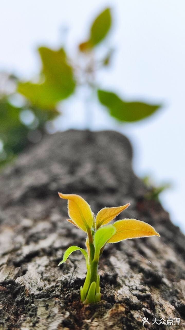芳草碧连天 问君此去几时来 来时莫徘徊