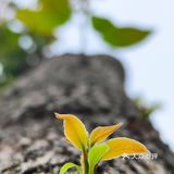 芳草碧连天 问君此去几时来 来时莫徘徊