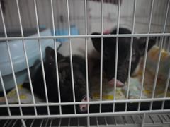 -我爱猫咪·猫咖·狗咖·安哥拉兔·羊驼咖(小寨华旗店)