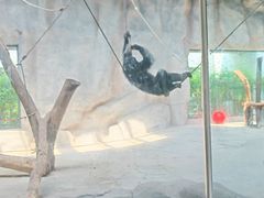 -武汉动物园