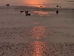 -盐城丹顶鹤湿地生态旅游区