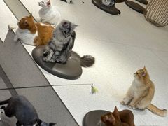 -飞行喵MR PILOT|猫舍·猫咖(静安大融城店)
