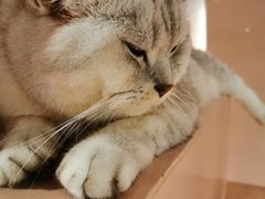 -猫儿山۰猫主题餐厅