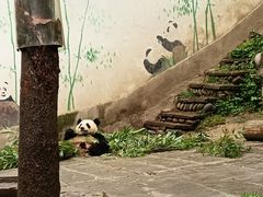 -中国大熊猫保护研究中心雅安碧峰峡基地