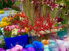 -溪岸路花鸟市场