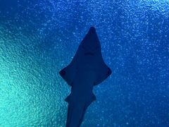 -珠海长隆海洋王国