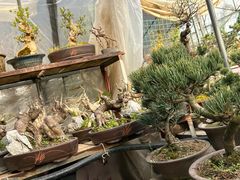 -龙大花卉苗木市场