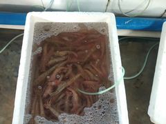 -鸿港海鲜批发市场