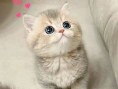 -欣宠猫屋·矮脚拿破仑·蓝金金渐层