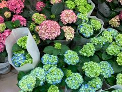 -双季花艺园艺市场(浦东店)