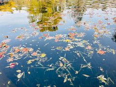 -上海共青森林公园