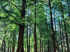 -白水寺森林公园