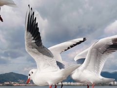 -海埂大坝