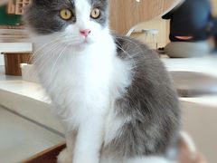 -飞行喵MR PILOT|猫舍·猫咖(静安大融城店)