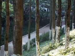-重庆彩云湖湿地公园