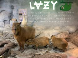 -Zoolung Zoolung动物主题公园(海信广场店)