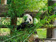 -西霞口神雕山野生动物世界