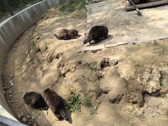 -青藏高原野生动物园