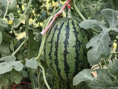 -庞各庄翠芳园西瓜蔬菜基地采摘园