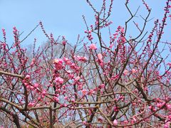 -梅花山(明孝陵内)