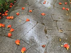 -顺峰山公园