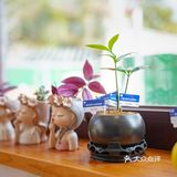 在莫干山居然遇到了芋泥脑袋？这不得进来尝尝