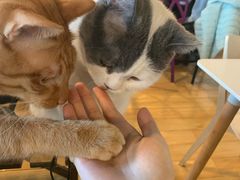 -Cappucimeow猫咪咖啡馆(韦伯时代店)
