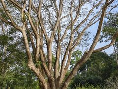 -中国科学院西双版纳热带植物园